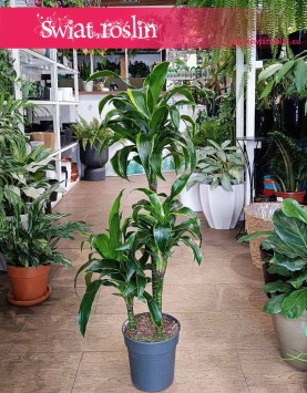 Dracena Wonna dorado - 3 pnie sklep stacjonarny w Krakowie lub sprzedaż online, Dracena Fragrans Dorado - 3 pnie