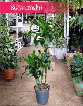 Dracena Wonna dorado - 3 pnie, Dracena Fragrans Dorado - 3 pnie roślina do biura do firmy  z dostawą ze sklepu
