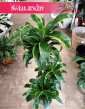 łatwa w uprawie i oczyszczająca powietrze Dracena Wonna dorado - 3 pnie, Dracena Fragrans Dorado - 3 pnie