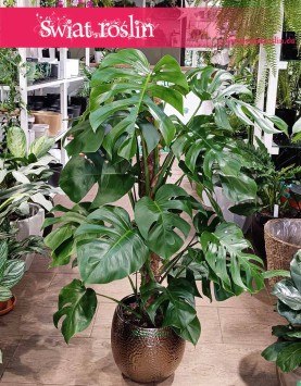 Monstera na paliku, Monstera Deliciosa na paliku, Filodendron dziurawy na paliku, Monstera dziurawa na paliku