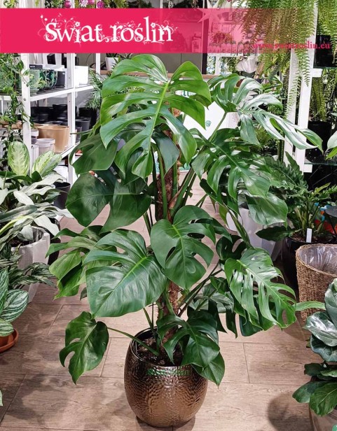 Monstera na paliku, Monstera Deliciosa na paliku, Filodendron dziurawy na paliku, Monstera dziurawa na paliku