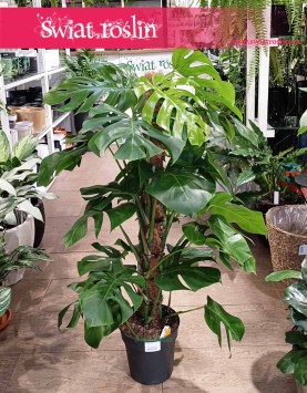 Duża Monstera Deliciosa na paliku, duża Monstera na paliku wysyłka roślin sklep internetowy Kraków