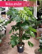 Duża Monstera Deliciosa na paliku, duża Monstera na paliku wysyłka roślin sklep internetowy Kraków