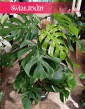 Monstera Deliciosa na paliku, Monstera na paliku, Filodendron dziurawy na palki, Monstera Deliciosa na paliku