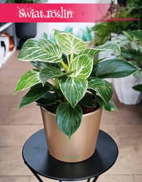 Filodendron White Wave, Philodendron White Wave, Filodendron Biała Fala