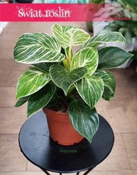 Filodendron White Wave do kupienia w sklepie internetowym online, Philodendron White Wave, Filodendron Biała Fala