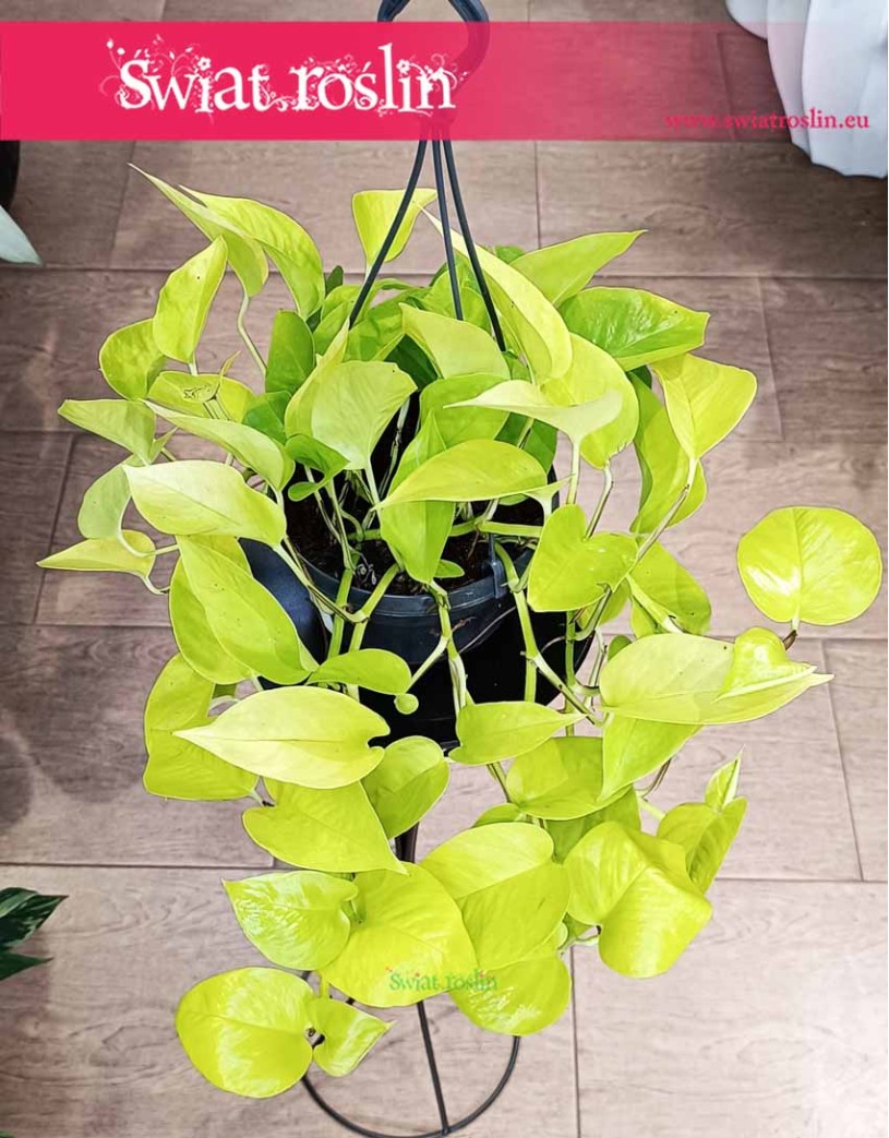 Epipremnum Golden Pothos, Epipremnum Neon. Potocznie nazywany czasami Epipremnum lemon neon