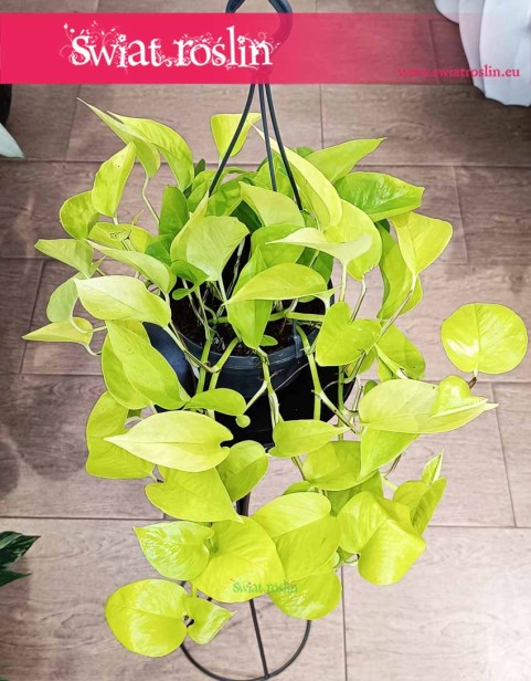 Epipremnum Golden Pothos, Epipremnum Neon. Potocznie nazywany czasami Epipremnum lemon neon