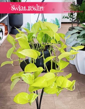 Epipremnum Golden Pothos, Epipremnum Neon