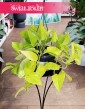 Epipremnum Golden Pothos sklep z roslinami doniczkowymi, Epipremnum Neon