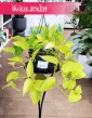 Epipremnum Golden Pothos do kupienia w sklepie internetowym online z dostawą, Epipremnum Neon.