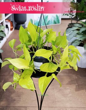 Epipremnum Golden Pothos kup w Krakowie lub internetowo online z dostawą, Epipremnum Neon.