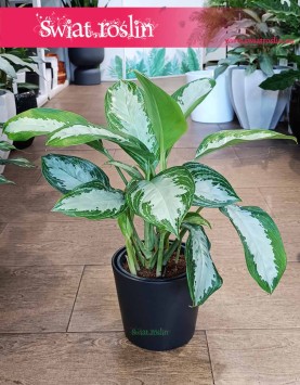 Aglonema Diamond Bay, Aglaonema Diamond Bay