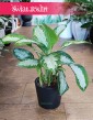 Aglonema Diamond Bay, Aglaonema Diamond Bay
