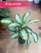Aglonema Diamond Bay sklep z roślinami doniczkowymi dostawa, Aglaonema Diamond Bay