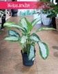 Aglonema Diamond Bay kup w sklepie internetowym online z dostawą, Aglaonema Diamond Bay