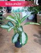 Aglonema Diamond Bay najlepsza cena szybka dostawa do kupienia w Krakowie lub online, Aglaonema Diamond Bay