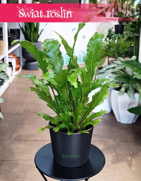 Asplenium Nidus Campio, Zanokcica