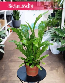 Asplenium Nidus Campio, Zanokcica, sklep z roślinami, niewymagające rośliny, rośliny Kraków