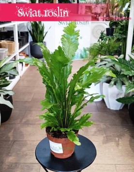 Asplenium Nidus Campio, Zanokcica, modne rośliny doniczkowe, sklep  z kwiatami doniczkowymi