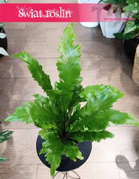 Asplenium Nidus Campio, Zanokcica sklep