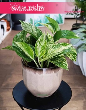 Epipremnum Marble Queen