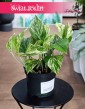 Epipremnum Marble Queen do kupienia w krakowie w sklepie lub z dostawą ze sklepu online
