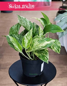 Epipremnum Marble Queen sklep internetowy online, wysyłka zamówienie ze strony