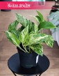 Epipremnum Marble Queen sklep internetowy online, wysyłka zamówienie ze strony