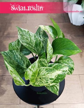 Epipremnum Marble Queen oczyszczający powietrze do kupienie z dostawą ze sklepu