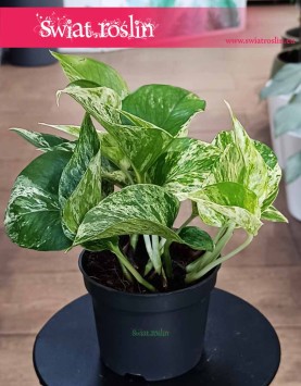 Epipremnum Marble Queen wyjątkowe pnączę oczyszczające powietrze  do kupienia internetowo online