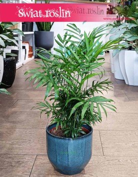 Chamaedorea Elegans, Chamedora Wytworna, Palma Koralowa