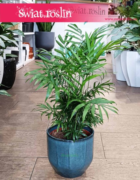 Chamaedorea Elegans, Chamedora Wytworna, Palma Koralowa