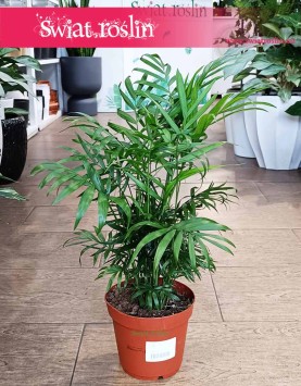 Chamedora Wytworna do kupienia w sklepie internetowym online z dostawą, Chamaedorea Elegans,  Palma Koralowa