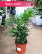 Chamaedorea Elegans łatwa w uprawie i oczyszczająca powietrze do kupienia online z dostawą, Chamedora Wytworna, Palma Koralowa