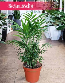 Chamaedorea Elegans, Chamedora Wytworna, Palma Koralowa do kupienia w Krakowie lub internetowo z dostawą