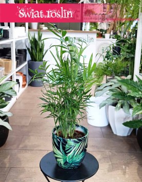 Mała Chamaedorea Elegans, Mała Chamedora Wytworna, Mała Palma Koralowa