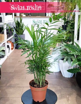 Mała Chamaedorea Elegans do kupienia online z dostawą, Mała Chamedora Wytworna, Mała Palma Koralowa