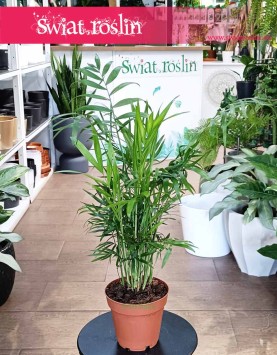 Mała Chamaedorea Elegans, Mała Chamedora Wytworna do kupienia w krakowie lub online z dostawą, Mała Palma Koralowa
