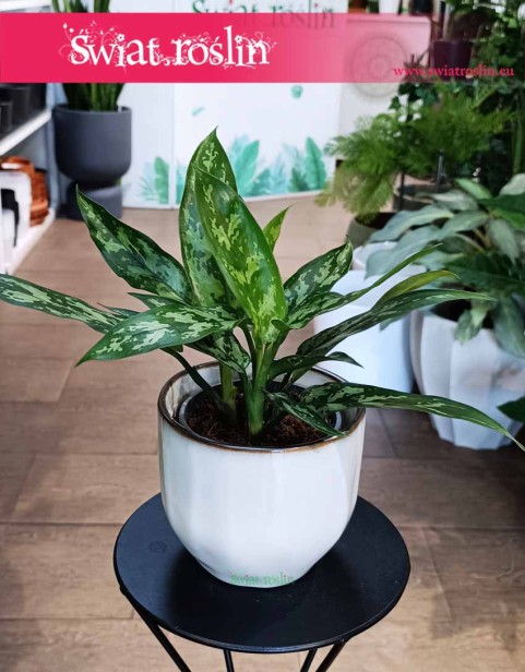 Aglonema Maria, Aglaonema Maria