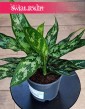 łatwa w uprawie Aglonema Maria do kupienia w sklepie z wysyłka, Aglaonema Maria