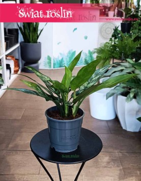 Oczyszczająca powietrze Aglonema Maria z dostawą ze sklepu internetowego online z Krakowa, Aglaonema Maria