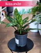 Aglonema Maria, Aglaonema Maria, rośliny kwiaty doniczkowe sklep internetowy, rośliny do biura, firmy, hotelu, mieszkania