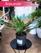Aglonema Maria Kup ze sklepu internetowego online z dostawą, Aglaonema Maria