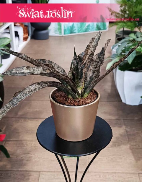Sansevieria Coppertone, Sansewieria Coppertone