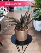 Sansevieria Coppertone, Sansewieria Coppertone