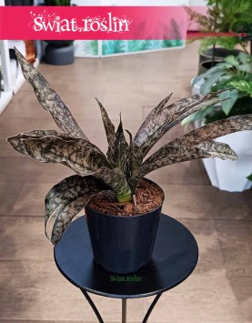 Sansevieria Coppertone kup w krakowie lub w sklepie online z wysyłką pod drzwi, Sansewieria Coppertone