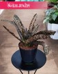Sansevieria Coppertone kolekcjonerska odmiana do biur do firmy do domu z dostawą, Sansewieria Coppertone