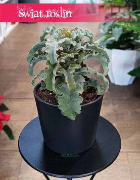 Kalansza Krzyż Maltański, Kalanchoe Maltese Cross