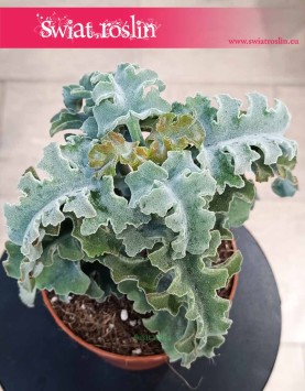 Kalansza Krzyż Maltański, Kalanchoe Maltese Cross do kupienie w sklepie internetowym online z dostawą